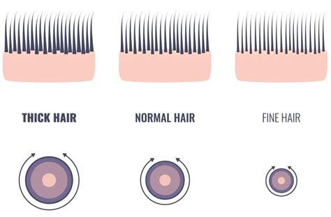 measure thickness of human hair|human hair measurements.